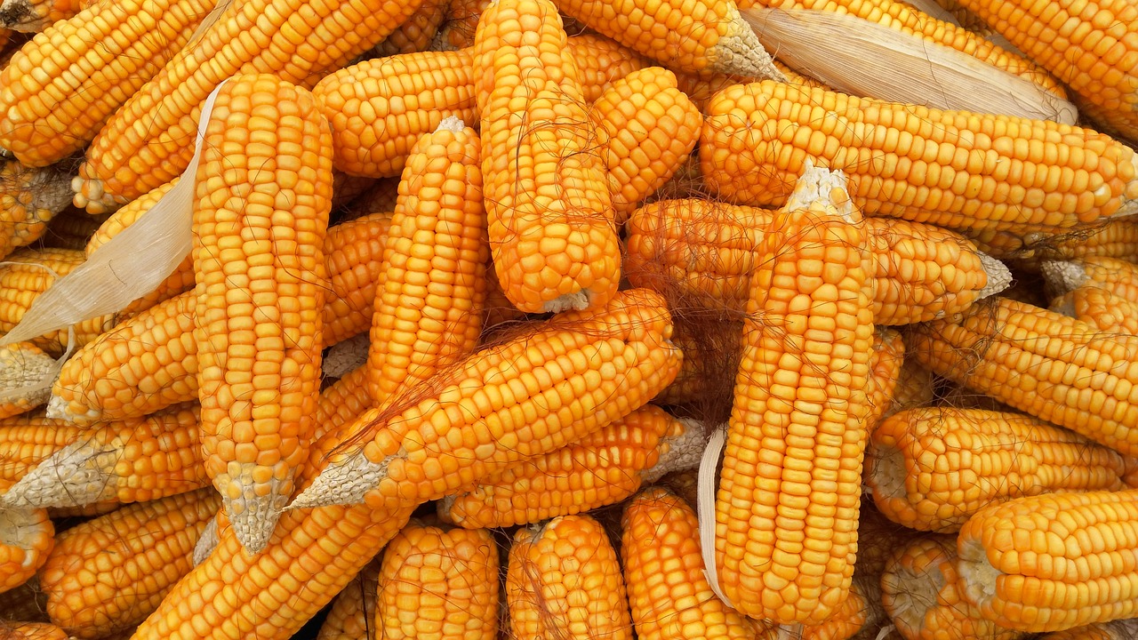Todos los datos actualizados sobre la producción de maíz en el mundo